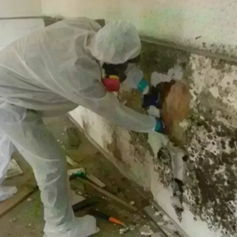 Mold Remediation and Removal in Morehead City, NC